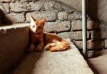 Mixed Breed Cat