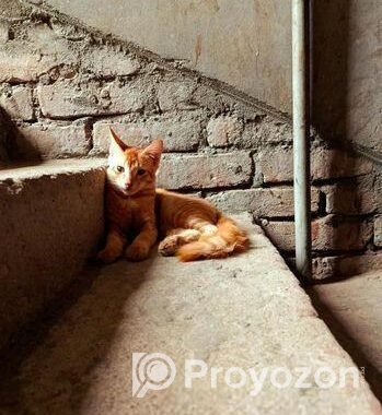 Mixed Breed Cat