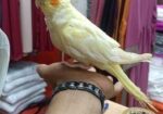 টেম ককাটেল
