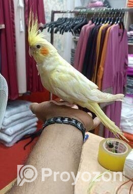 টেম ককাটেল