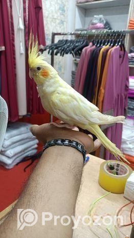টেম ককাটেল