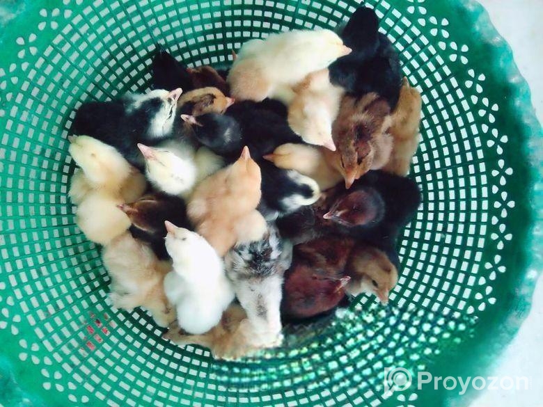 দেশি মুরগি বাচ্চা