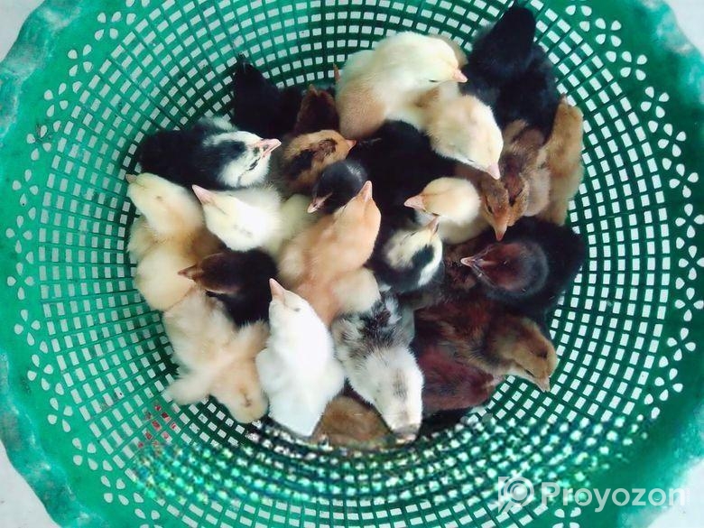 দেশি মুরগি বাচ্চা