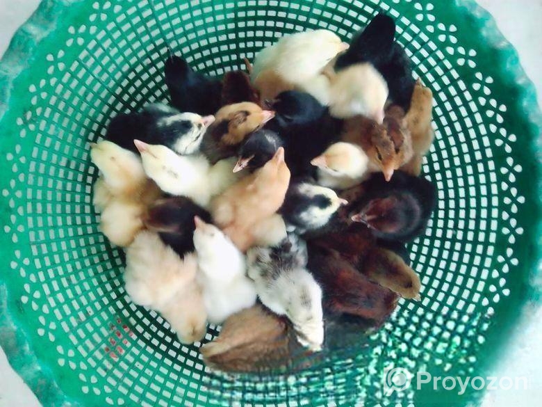 দেশি মুরগি বাচ্চা