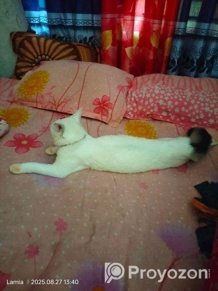 বিড়াল বিক্রি করা হবে