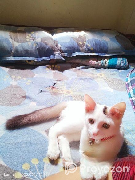 বিড়াল বিক্রি করা হবে