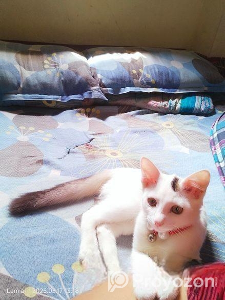 বিড়াল বিক্রি করা হবে