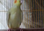 Cockatiel breeding female