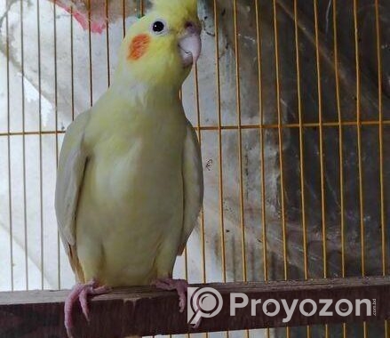 Cockatiel breeding female