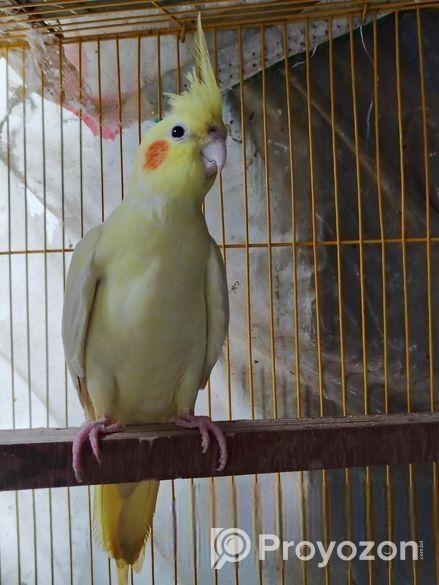 Cockatiel breeding female