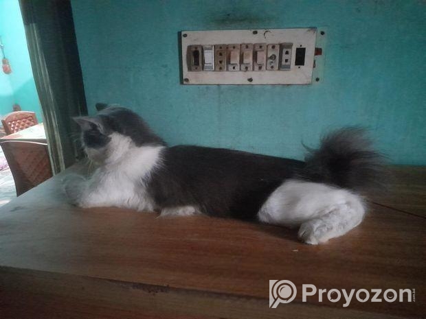 বিড়াল বিক্রি হবে