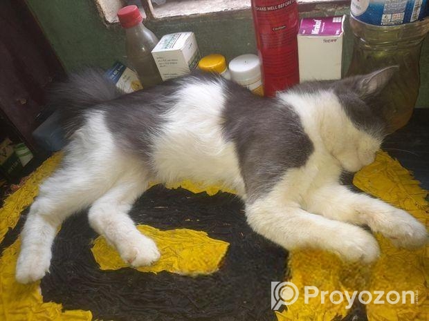 বিড়াল বিক্রি হবে