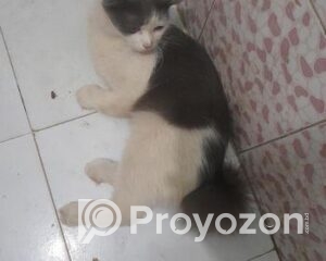 fitted-2025-10-27T131007.112_2025-10-27_13-10-56