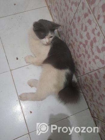 বিড়াল বিক্রি হবে