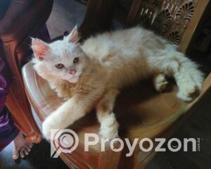 fitted-2025-10-28T100216.377_2025-10-28_10-03-20