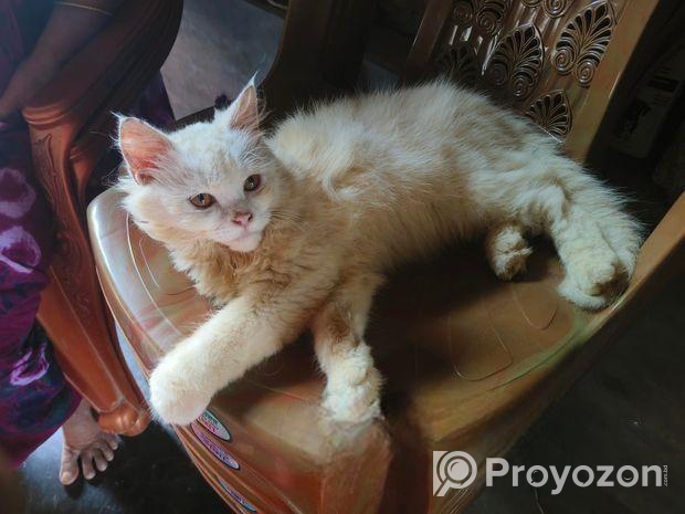 বিদেশি বিড়াল