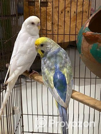 Budriger & Love Bird Female Need