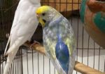 Budriger & Love Bird Female Need
