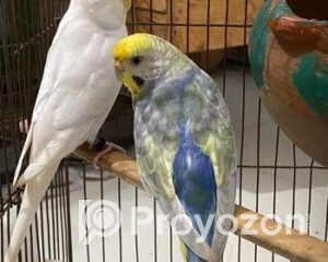 fitted-2025-10-28T100517.745_2025-10-28_10-05-42