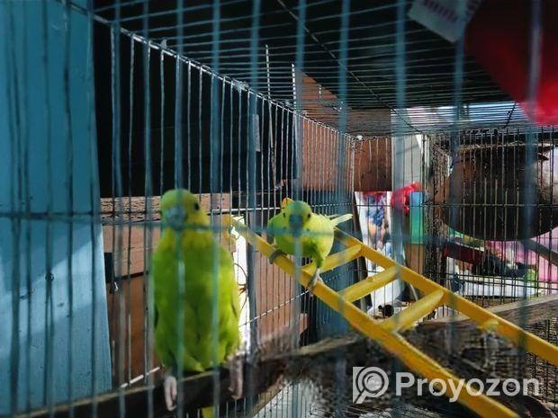 ফুল রানিং বাজরিকা পাখি ডিম বাচ্চা করানো আবার দিবে