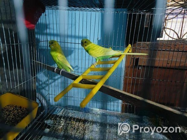 ফুল রানিং বাজরিকা পাখি ডিম বাচ্চা করানো আবার দিবে