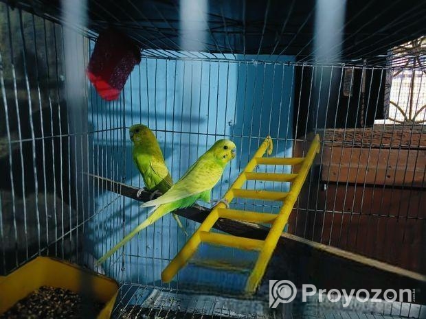 ফুল রানিং বাজরিকা পাখি ডিম বাচ্চা করানো আবার দিবে