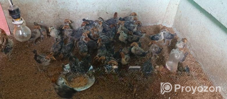 ফাউমি মুরগির বাচ্চা