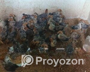 fitted-2025-10-28T110314.770_2025-10-28_11-03-35