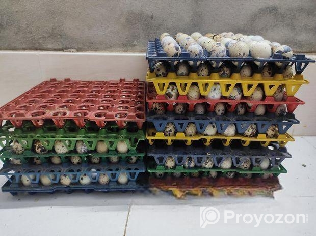 কোয়েল পাখির ডিম