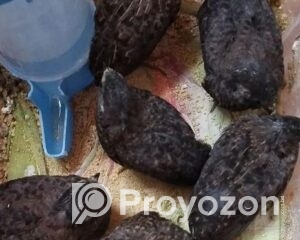 fitted-2025-10-30T094526.002_2025-10-30_09-46-23