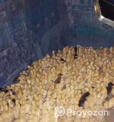 কাকুলি হাসের বাচ্চা