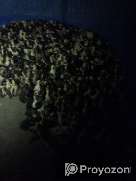 কাকুলি হাসের বাচ্চা