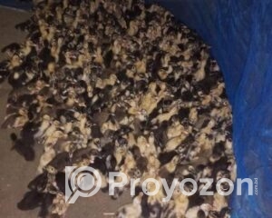 fitted-2025-10-30T095732.903_2025-10-30_09-58-48