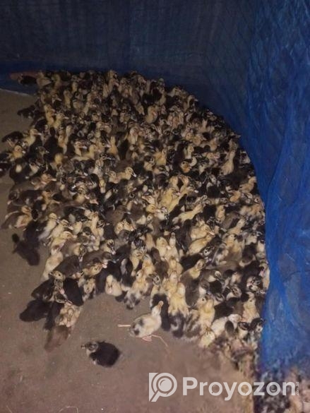 কাকুলি হাসের বাচ্চা