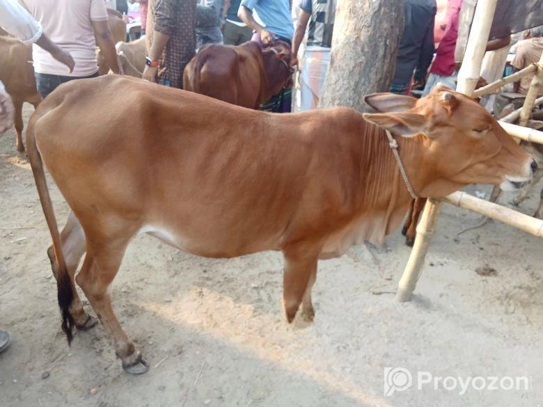 দেশি গরু