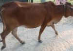 দেশি গরু