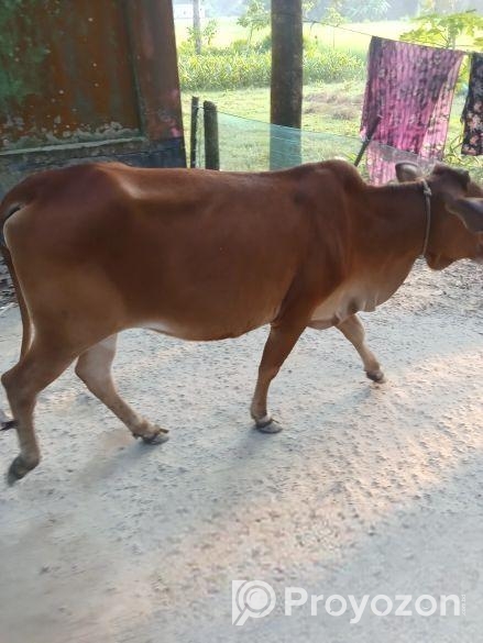 দেশি গরু