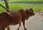 দেশি গরু