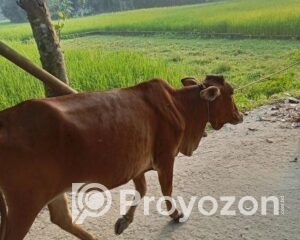 fitted-2025-10-30T101714.225_2025-10-30_10-18-37