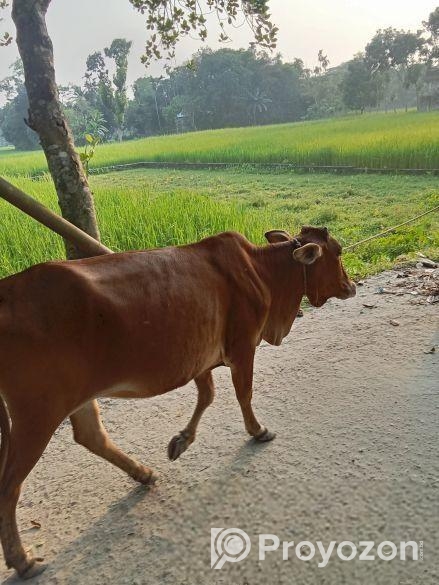 দেশি গরু