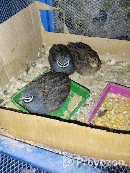 রানিং কিং কোয়েল পাখি