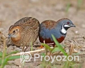 fitted-2025-10-30T104822.542_2025-10-30_10-49-43