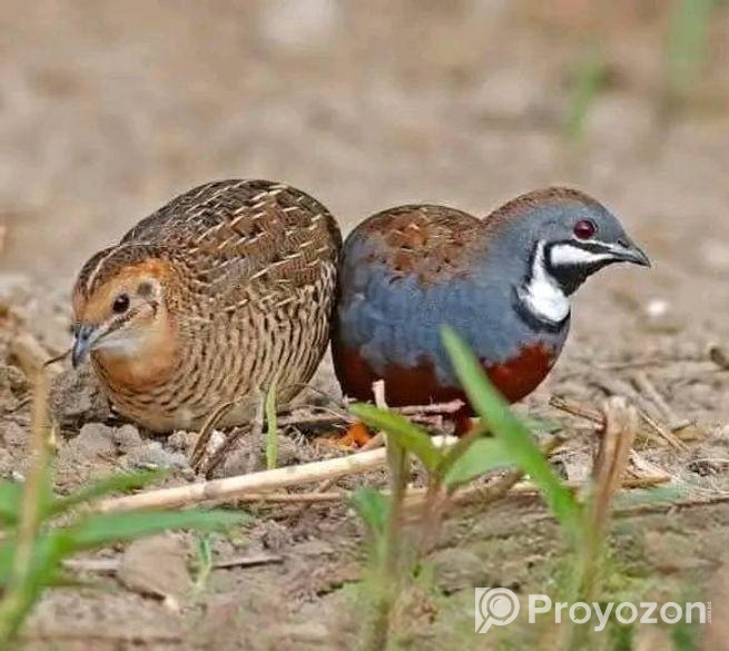 রানিং কিং কোয়েল পাখি