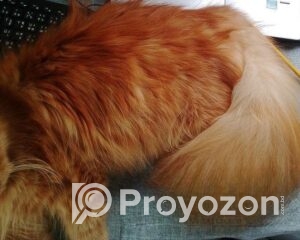 fitted-2025-10-30T112615.437_2025-10-30_11-27-04