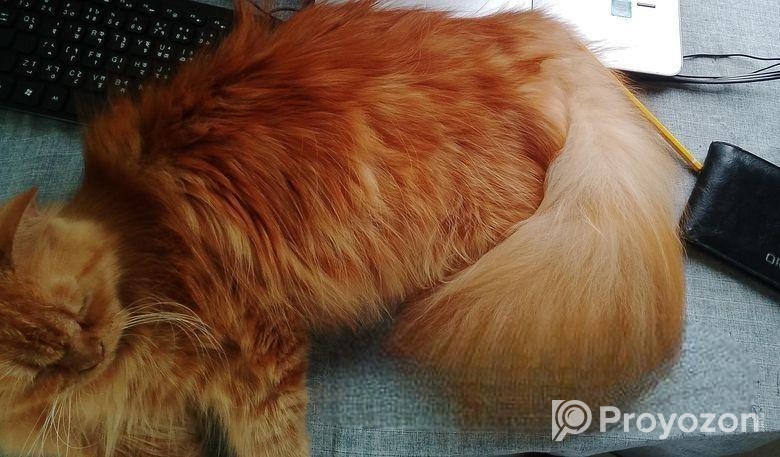 পার্সিয়ান ক্যাট বিক্রয়