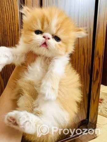 Exotic Blood Persian Kitten