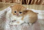 Exotic Blood Persian Kitten