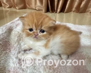 fitted-2025-10-30T115757.052_2025-10-30_11-58-41