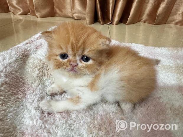 Exotic Blood Persian Kitten