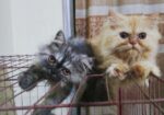 Persian kittens pair (1 male and 1 female kitten)